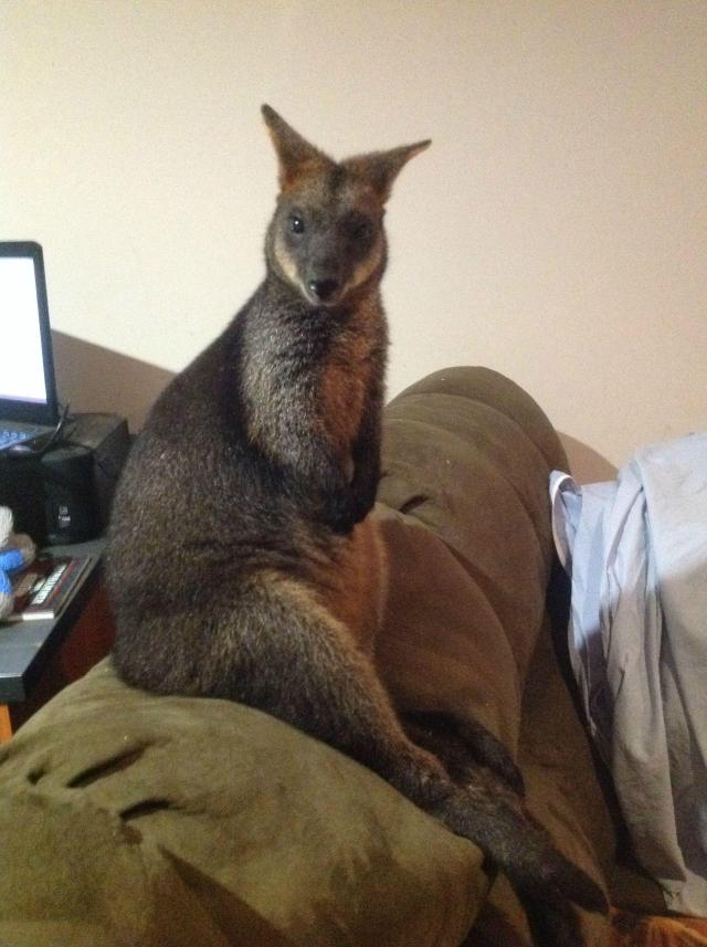 圖片來源:thedodo