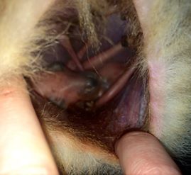 圖片來源:thedodo