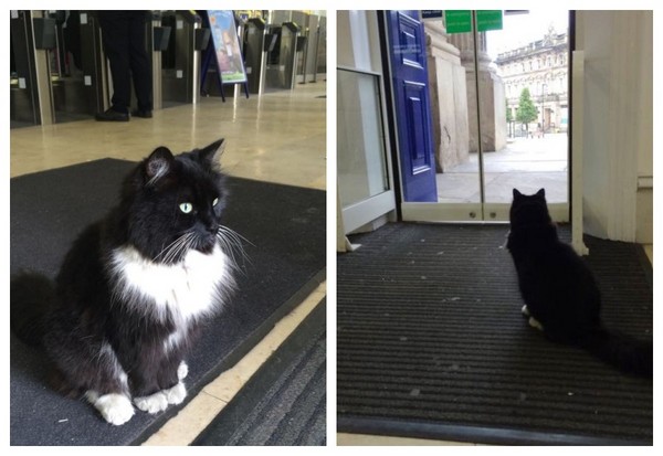 圖片來源：Felix the Huddersfield Station Cat/Facebook