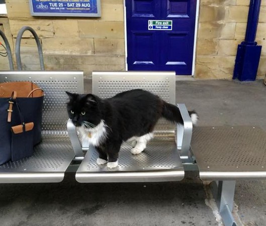 圖片來源：Felix the Huddersfield Station Cat/Facebook