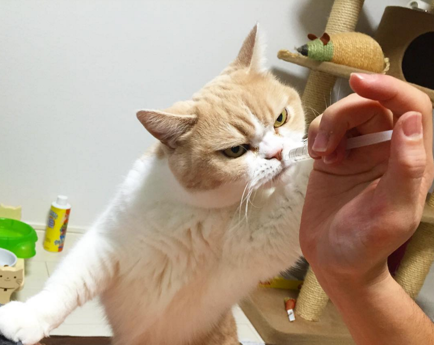 圖片來源:marugaodesuyo/ instagram