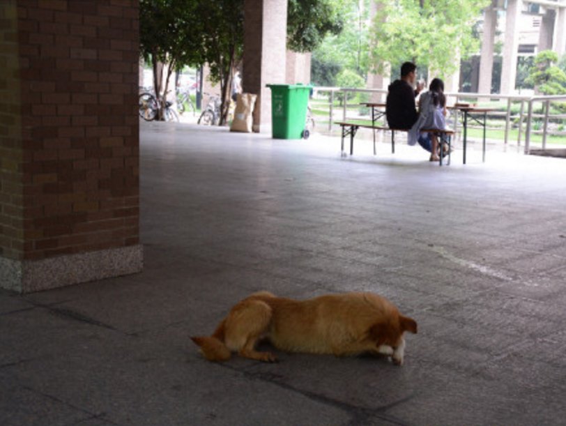 圖片來源: 秋意超人/微博