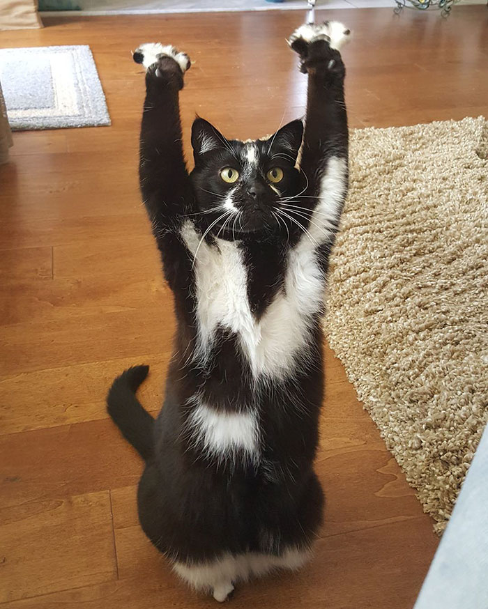圖片來源:GoalKitty