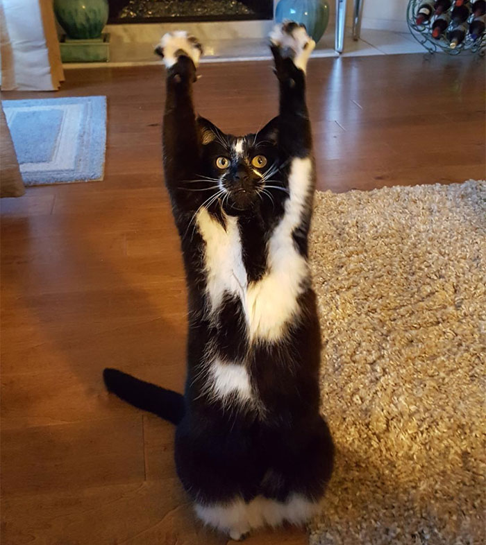圖片來源:GoalKitty