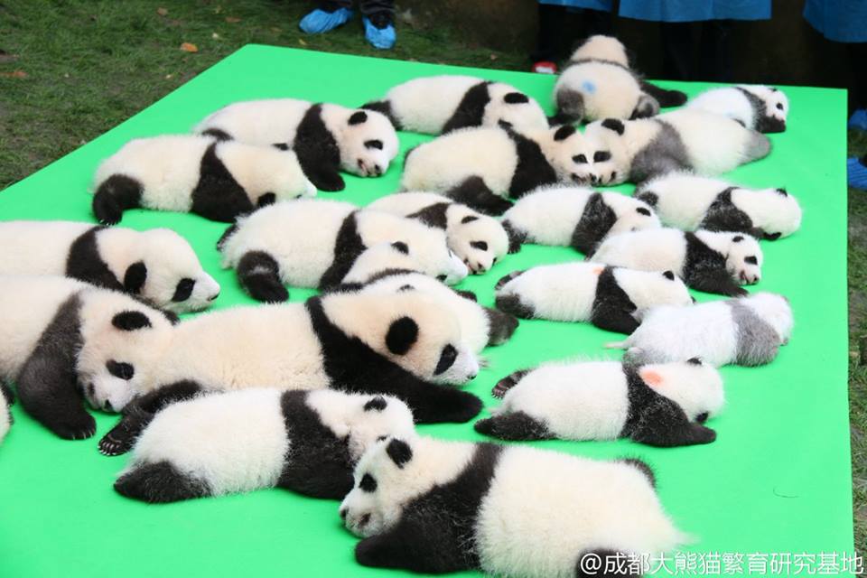 圖片來源：成都大熊猫繁育研究基地／微博