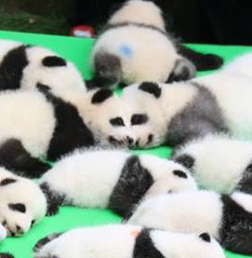 圖片來源：成都大熊猫繁育研究基地／微博