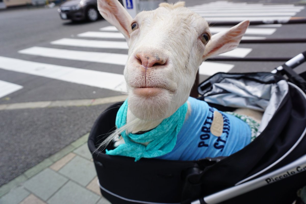 圖片來源:shiropen/twitter