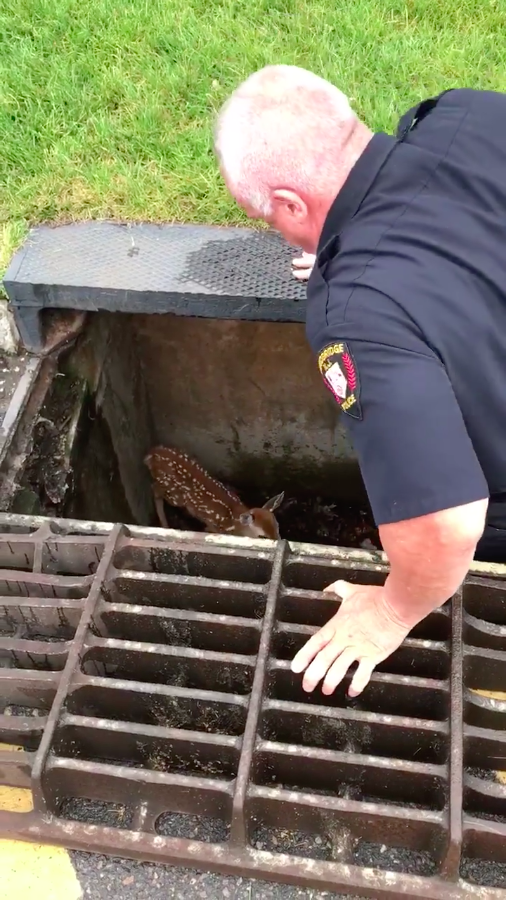 圖片來源:Woodbridge Police Department