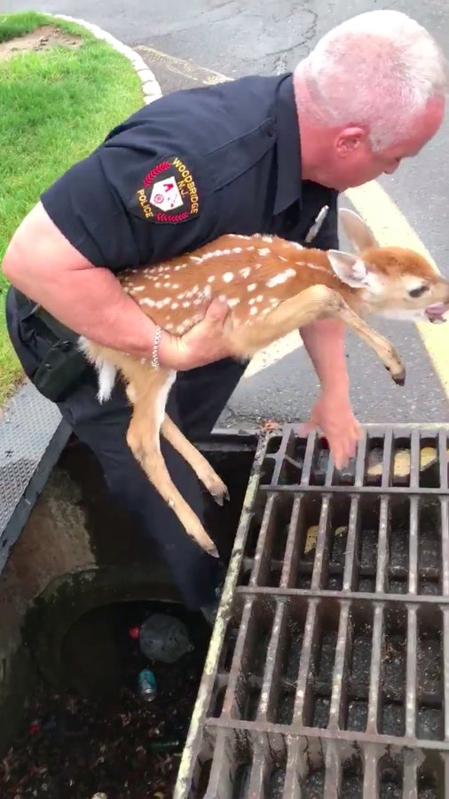 圖片來源:Woodbridge Police Department