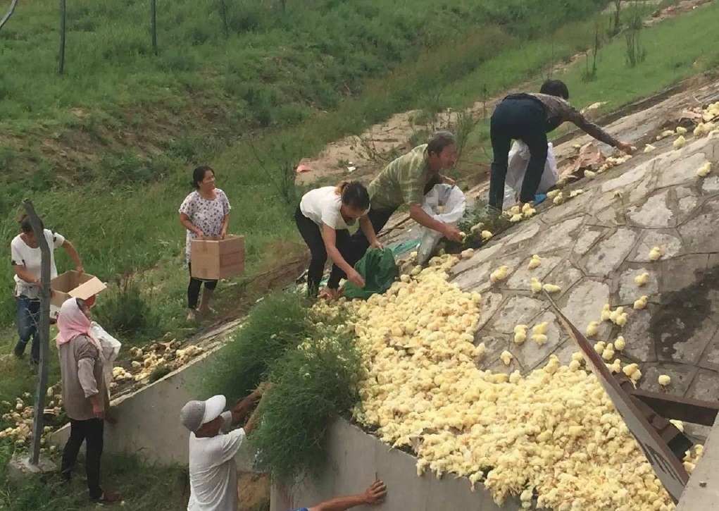 圖片來源：新京報