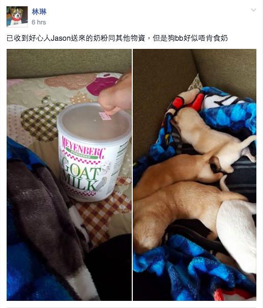 圖片來源：動物之家香港領養區