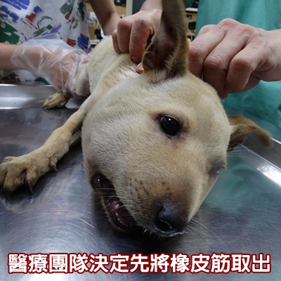 圖片來源：高雄市關懷流浪動物協會