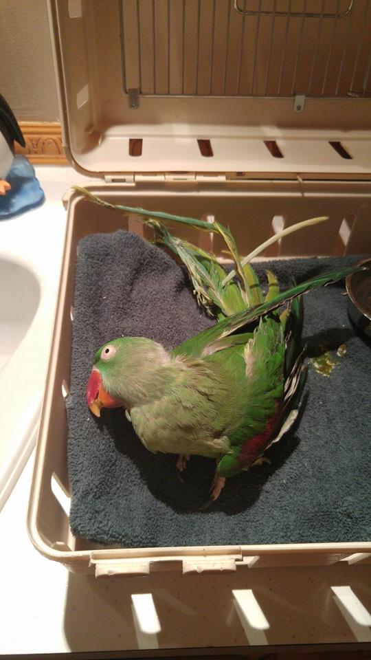 圖片來源：Saskatoon Parrot Rescue