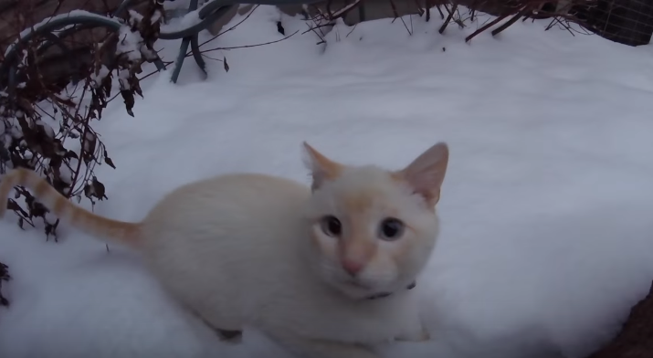 圖片來源：frozen kitten