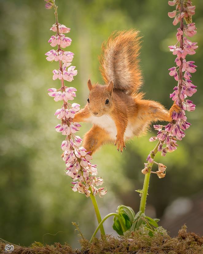 圖片來源：Geert Weggen Nature Photography