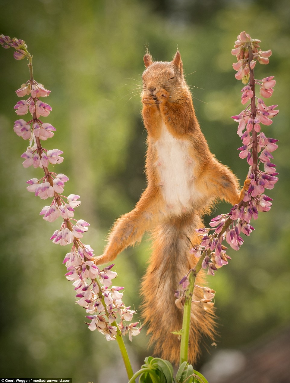 圖片來源：Geert Weggen Nature Photography