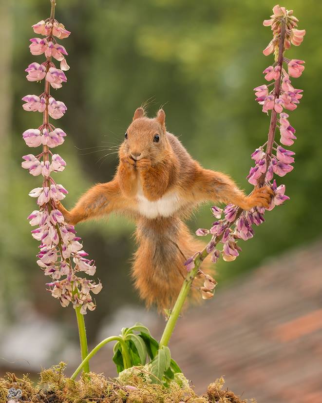 圖片來源：Geert Weggen Nature Photography