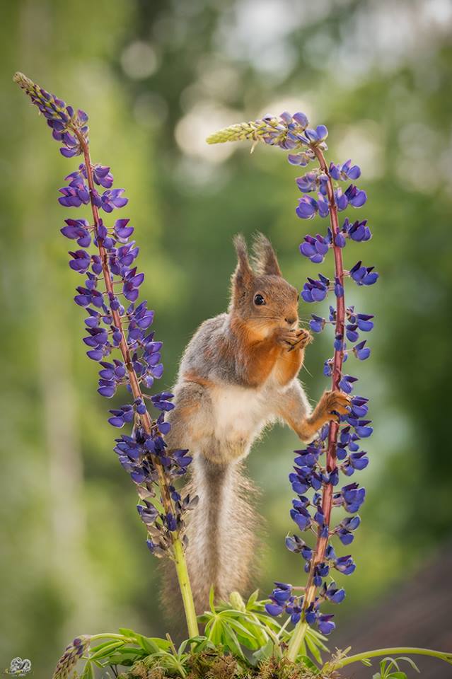 圖片來源：Geert Weggen Nature Photography