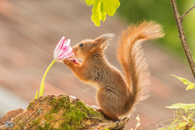 圖片來源：Geert Weggen Nature Photography