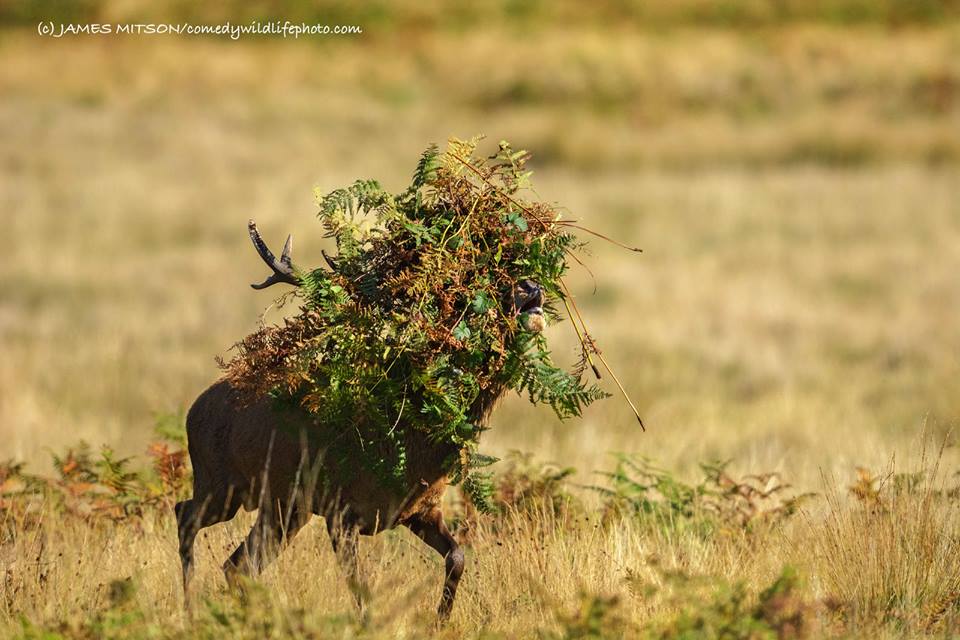 圖片來源： Comedy Wildlife Photography Awards