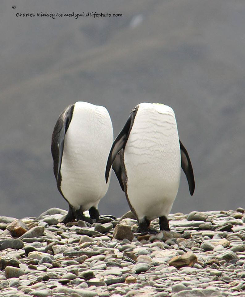 圖片來源： Comedy Wildlife Photography Awards