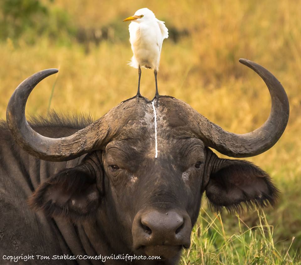 圖片來源： Comedy Wildlife Photography Awards